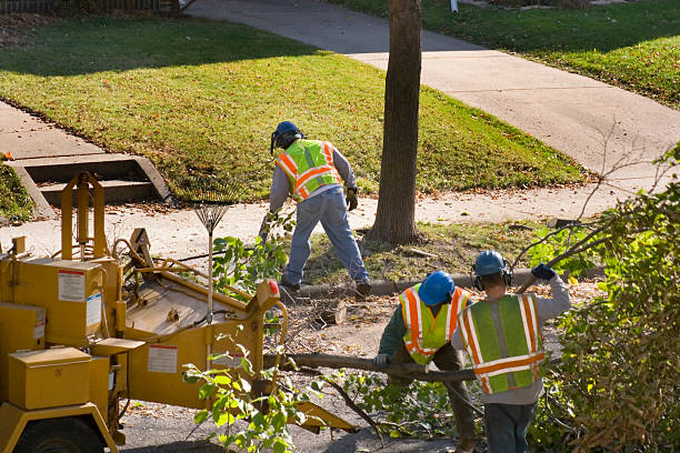 Bay Village, OH  Tree Services Company