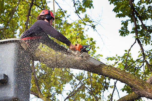 Why Choose Our Tree Removal Services in Bay Village, OH?